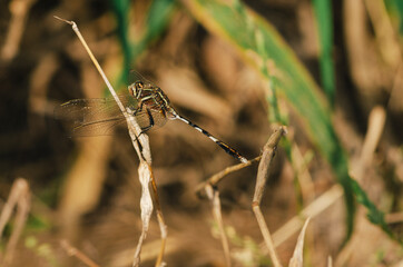 Dragon fly is another beautiful creation of the nature