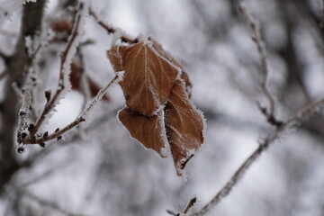 Frost on tree branches in a city Park