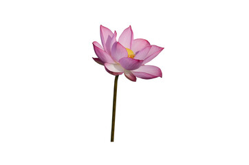 Pink Lotus flower isolated on white background with Clipping Paths.