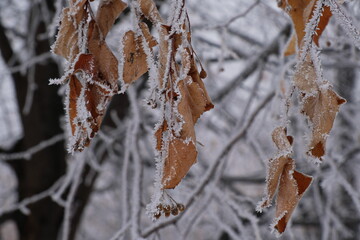 Frost on tree branches in a city Park