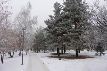 Frost on tree branches in a city Park