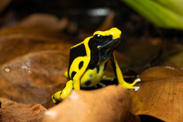Closeup of a dyeing poison dart frog 