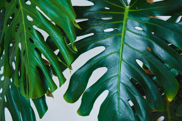 Monstera green big leaves on white background