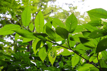 Fototapeta na wymiar グリーン 葉っぱ 鮮やか 森林 緑