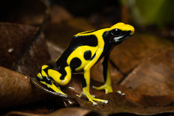 Closeup of a dyeing poison dart frog 