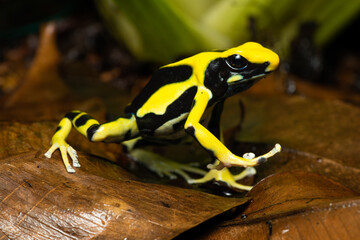 Closeup of a dyeing poison dart frog 