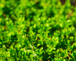Obraz premium Tea plantation. Foliage of tea shrubs in plantation close-up outdoors. Soft selective focus