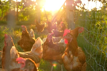  relaxing Rhode Island Red chicken at coop in the morning sunrise. © ANEK