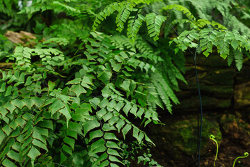 exotic leaves texture, nature background