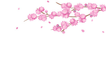 Peach Blossom background spring flower hinamatsuri