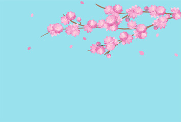 Peach Blossom background spring flower hinamatsuri