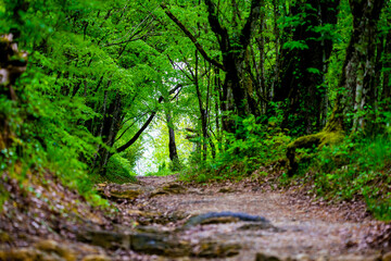 Fototapeta na wymiar Walkway Lane Path With Green Trees in Forest. Beautiful Alley, road In Park. Way Through Summer Forest