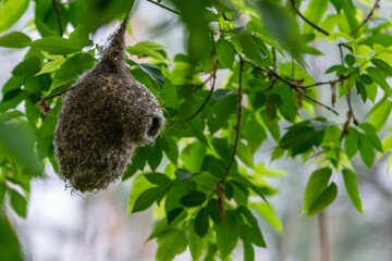 Eurasian penduline tit or Remiz pendulinus