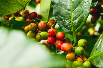 Arabicas Coffee bean Tree on Coffee tree at Doi Chaang in Thailand, Coffee bean Single origin words class specialty