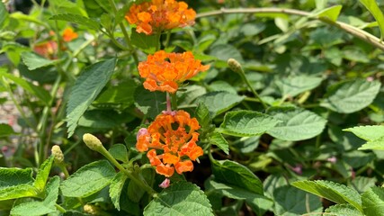 orange and flower