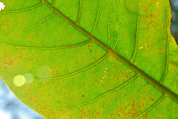 Fototapeta na wymiar Green leaf texture in sunshine