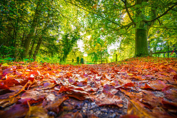 Closeup view of autumn leaves on the ground at the park. Cambridge. England 