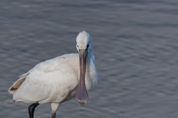 Eurasian Spoonbill (Platalea leucorodia) bird in its natural habitat.