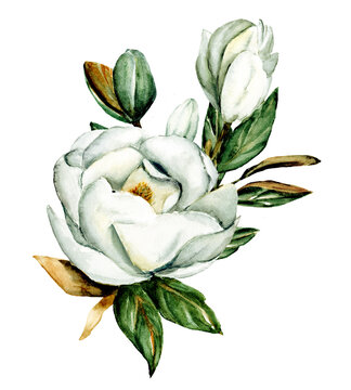 recommend clip art: White magnolia flowers, watercolor floral clip art. Perfectly for printing design on invitation, card, wall art and other. Isolated on white background. Hand painting.