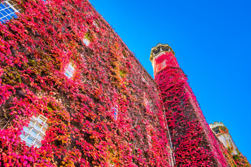Building covered in red ivy autumn leaves in Cambridge. United Kingdom 