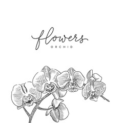  Isolated branch of orchid flowers vector sketch drawing 