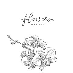  Isolated flower of orchid vector sketch drawing 