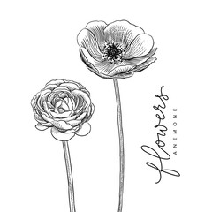  Isolated flower of anemone and ranunculus vector sketch drawing 