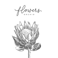  Isolated flower of protea vector sketch drawing 