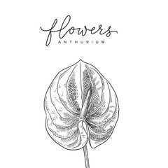 Isolated flower of anthurium vector sketch drawing 