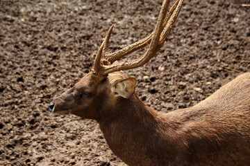 Menjangan or Javanese deer who are active in the wild with a clay background