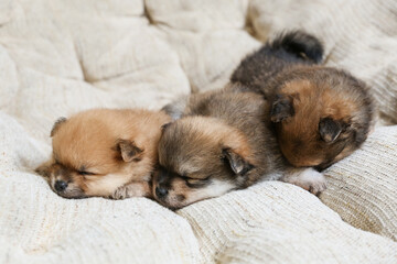 funny spitz puppies are sleeping on the sofa