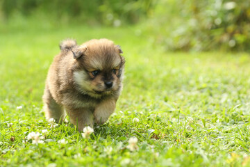 spitz puppy is on grass outdoor at sunny day