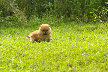 spitz puppy is on grass outdoor at sunny day