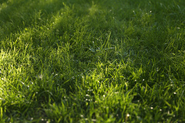 green fresh grass is on the meadow