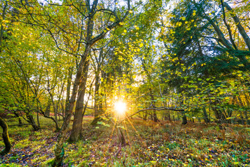 Sherwood forest in autumn season. England