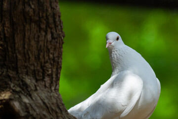 White Dove on green Bokeh and Freedom Concept and international day of peace