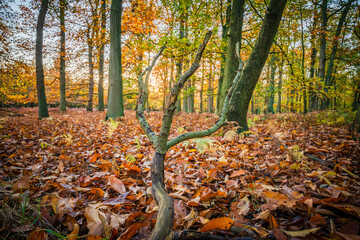 Sherwood forest in autumn season. England