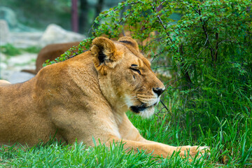 Portrait of a female lion starring