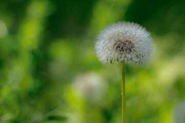 Close up of the dandelion on the green background.