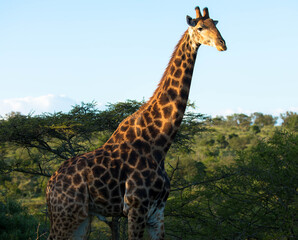 A beautiful image of a cute giraffe standing between the trees. Scene at a game drive in Kruger National Park, South Africa