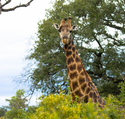 A beautiful image of a cute giraffe standing between the trees. Scene at a game drive in Kruger National Park, South Africa