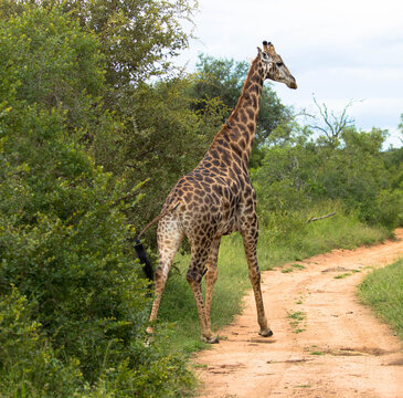 A beautiful picture of a cute giraffe standing by the sandy road. Scene during a game drive in the Kruger National Park, South Africa