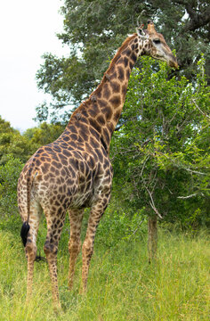 A beautiful image of a cute giraffe standing between the trees. Scene at a game drive in Kruger National Park, South Africa