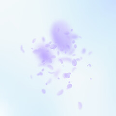 Violet flower petals falling down. Captivating rom