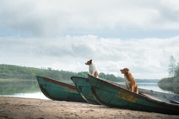 two dogs in a boat, autumn mood. Nova Scotia duck tolling Retriever and Jack Russell Terrier in nature