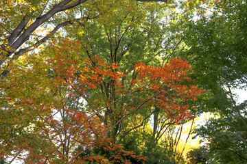 紅葉 もみじ 赤い 森 オレンジ
