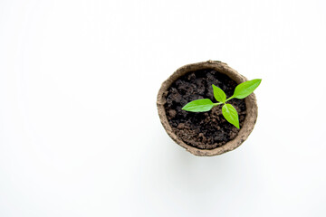 A young seedling in a peat pot on a white background. The view from the top. Close up.