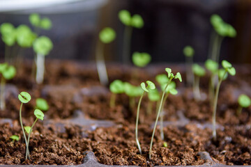 Seedlings in the spring in the sun. Young sprouts. Close up.