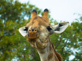 Front view of an african Rothschild giraffe eating branches. 
Scene at a game drive in Kruger National Park, South Africa