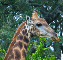 Naklejka na ściany i meble Side view of an african Rothschild giraffe eating branches. Tourism a vacation concept. Kruger National Park, South Africa
